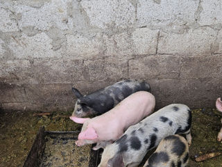 Vând Porci de carne aften Fălesti foto 2