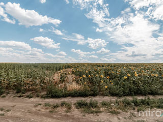 Se oferă spre vânzare teren destinație agricolă amplasat în s. Sângera foto 4