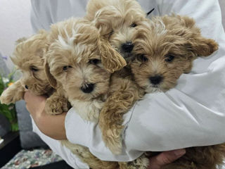 Malitipoo F1 / Мальтипу ф1 foto 2