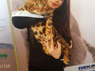 Леопардовые котята. Необычайно красивые Бенгалы  Bengal. foto 8