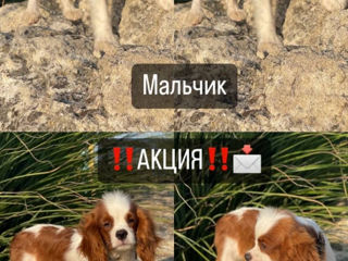 Cavalier King Charles Spaniel foto 4