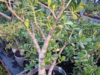 Crassula ovata (Денежное дерево) foto 5