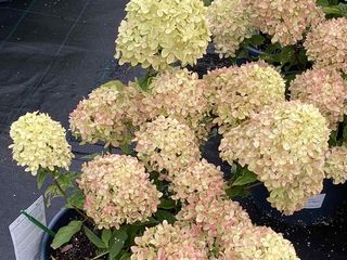 Hortensia / hydrangea foto 4