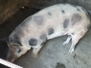 Porc foto 3