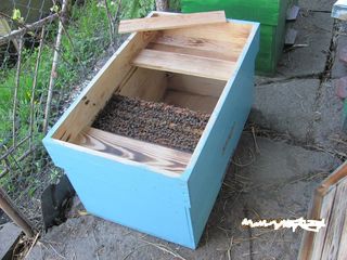 Пчелосемьи / отводки foto 3