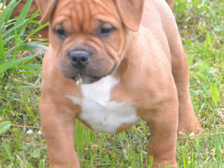 Щенки американского булли pocket (American bully) foto 6