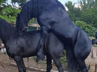 Armăsar Friesian la împerechere foto 9