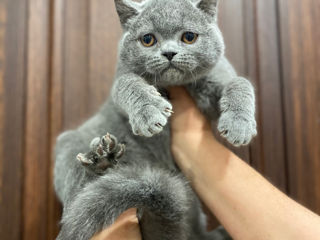 Клубные шотландские (scottish fold, scottish straight) котята с документами. foto 7