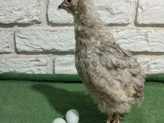 Oua Prepelita pentru incubat foto 8
