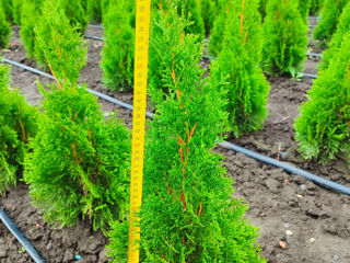 Thuja smaragd/Berioză / Material Thuja smaragd/ foto 4