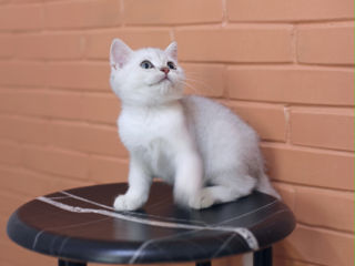 British Shorthair silver chinchilla . foto 3