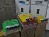 incubator automat 48 oua gaina,rata,ghisca foto 10