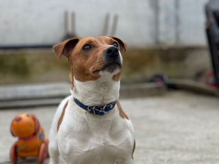 Imperechere rasa jack russel terrier