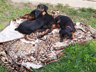 Se vînd caţei de rasă curată Doberman061033259 foto 8