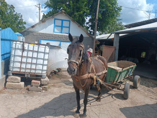 cal(iapă) cu tot cu căruță foto 2