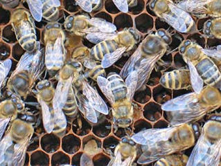 Продам пчелосемьи foto 1