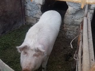 Vind porc foto 1