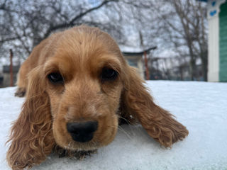 Cocker spaniel foto 5