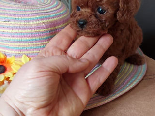 Mini toy poodle foto 2