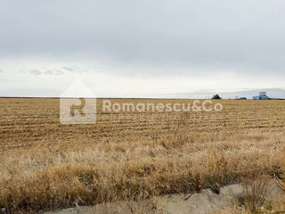 Spre vânzare, teren cu suprafața de 2,5 ha, Ialoveni, Horești! foto 3