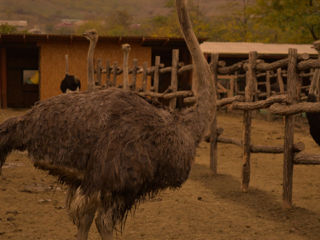 Vind familii de Strut negru African Prereproducatori foto 6