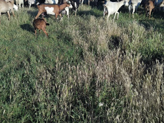 Capre bune фото 0