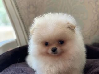 Pomeranian