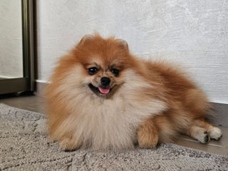 Мальчик(мишка) на вяску  Pomeranian rasă mică