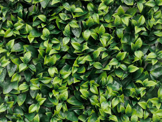 Perete decorativ 17700 Gardenia 50cm x 50 cm foto 0