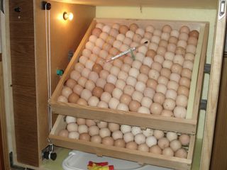 Премиксы для различной птицы в период яйцекладки
