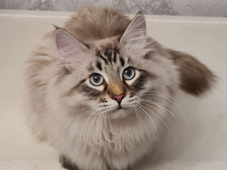 Siberian cat foto 2