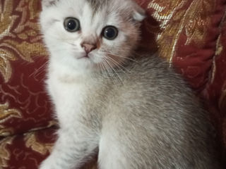 Scottish fold мальчик шиншилла золотистый