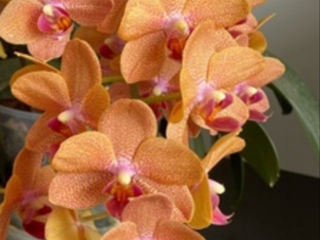 Orhideia sunset love aromata!
