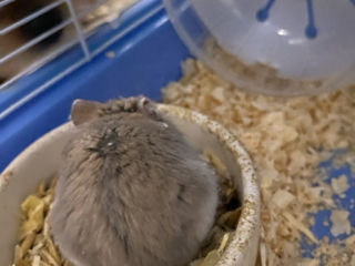 Hamster +cușcă foto 2