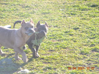 Van pui American Bully cu pedigree ABKC foto 8