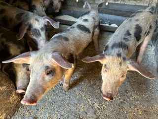 Vând porci mici la un preț foarte bun foto 2