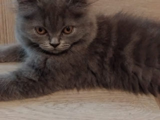 Spre adoptie pui pisica British Shorthair