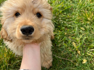 Cocker spaniel