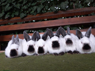 Iepuri Californieni foto 5