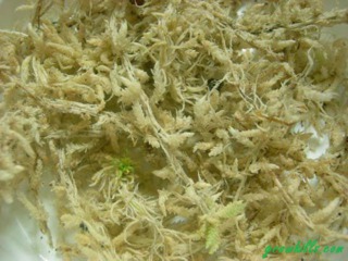 Перлит, торф, керамзит, агропемза, мох, кокос foto 4