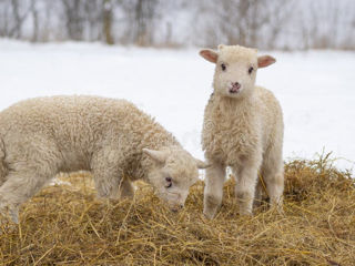 Овцы -  ягнята, цена договорная foto 5