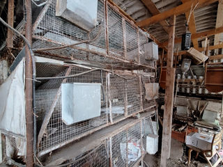 Cușcă pentru iepuri