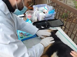 Asistență veterinară urgentă.