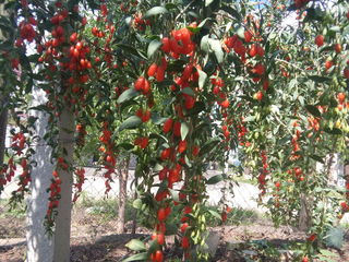 Goji puieti.   продаём саженцы годжи -lycium barbarum тибетский вид. ягоды сладкие. foto 9