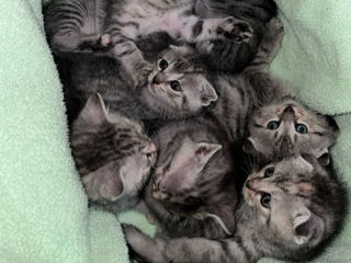 Pisoi de rasă – Scottish Fold & Scottish Straight – de vânzare Urgent ! foto 1