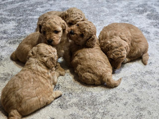 Toy Poodle foto 8