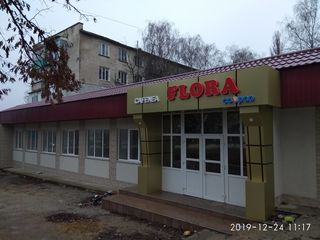 Кафе Флора