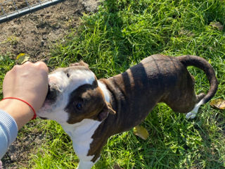 Se vinde o fetiza blinda de amstaff, din parinti campioni foto 6