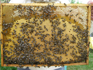 Продам сильные пчелосемьи срочно