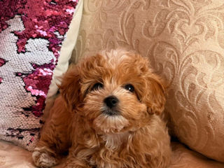 VIP девочка Maltipoo фото 1